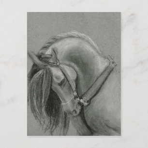 Carte Postale Dessin de cheval espagnol par Lucinda Knowlton
