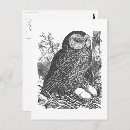 Carte Postale Dessin de chouette à broyage rétro (Devant / Derrière)