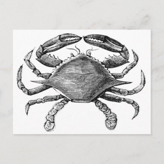 Carte Postale Dessin de crabe vintage (Devant)