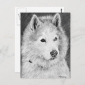Carte Postale Dessin de malamute en Alaska (Devant / Derrière)