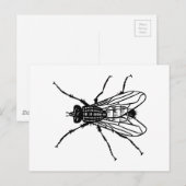 Carte Postale Dessin de mouche - insecte, ravageur, mouches (Devant / Derrière)