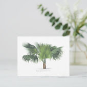 Carte Postale dessin de palme VII (Debout devant)