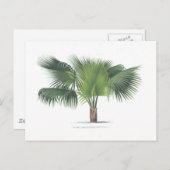 Carte Postale dessin de palme VII (Devant / Derrière)