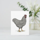 Carte Postale Dessin de poulet de Plymouth Rock (Debout devant)