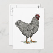 Carte Postale Dessin de poulet de Plymouth Rock (Devant / Derrière)