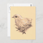 Carte Postale Dessin de poulet pour bébés (Devant / Derrière)