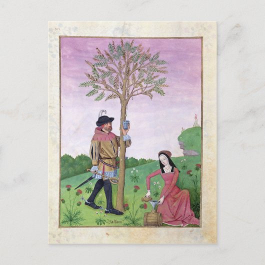 Carte Postale Dessin de sap à partir d'un arbre (Devant)