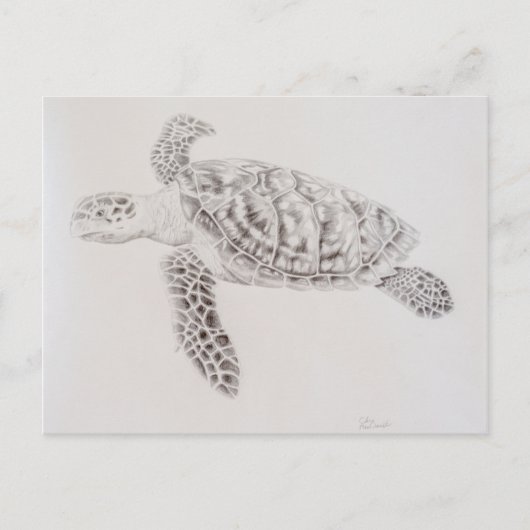 Carte Postale Dessin de tortue de mer côtière (Devant)