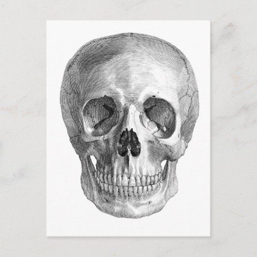 Carte Postale Dessin de vue frontale d'un crâne humain (Devant)