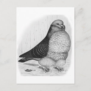 Carte Postale Dessin d'encre de chou chinois