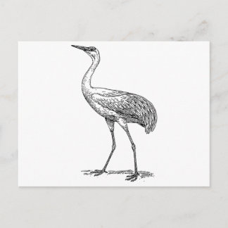 Carte Postale Dessin des oiseaux de grue