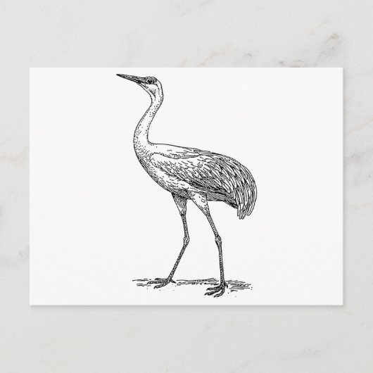 Carte Postale Dessin des oiseaux de grue (Devant)