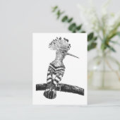 Carte Postale Dessin d'huppe fasciée (Debout devant)