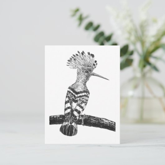 Carte Postale Dessin d'huppe fasciée (Debout devant)