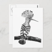 Carte Postale Dessin d'huppe fasciée (Devant / Derrière)