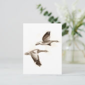 Carte Postale Dessin d'oies volantes (Debout devant)