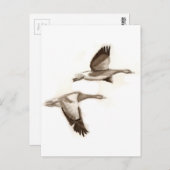 Carte Postale Dessin d'oies volantes (Devant / Derrière)
