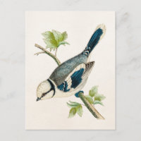 Dessin d'oiseaux chanteurs vintages des années 180