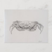 Carte Postale Dessin du crabe côtier (Devant)