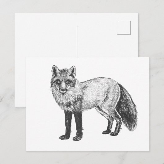 Carte Postale Dessin Fox (Devant / Derrière)