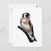 Carte Postale Dessin Goldfinch (Devant / Derrière)