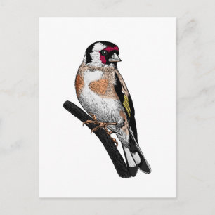 Carte Postale Dessin Goldfinch