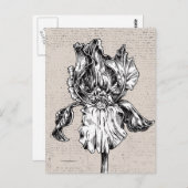 Carte Postale Dessin Iris vintage (Devant / Derrière)