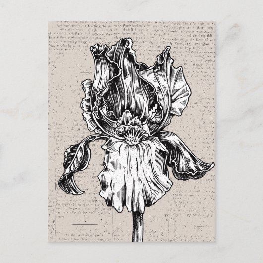 Carte Postale Dessin Iris vintage (Devant)