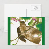 Carte Postale Dessin japonais de geai sur une vigne de raisin (Devant / Derrière)