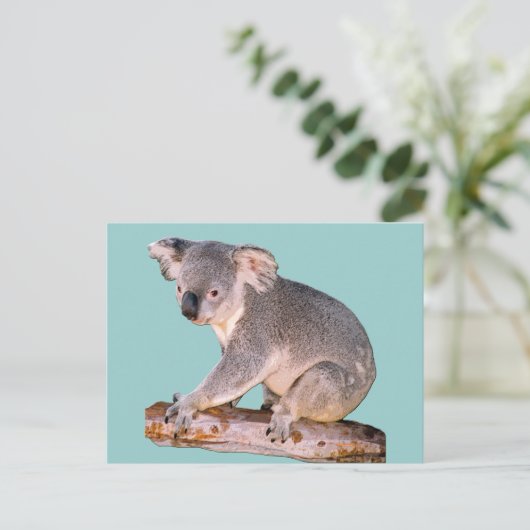 Carte Postale Dessin Koala (Debout devant)