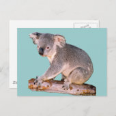Carte Postale Dessin Koala (Devant / Derrière)