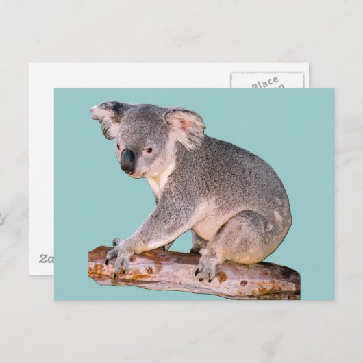 Carte Postale Dessin Koala (Devant / Derrière)