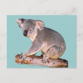 Carte Postale Dessin Koala (Devant)