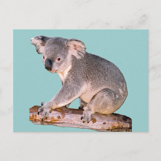 Carte Postale Dessin Koala (Devant)
