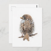 Carte Postale Dessin moineau (Devant / Derrière)