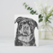 Carte Postale Dessin Rottweiler (Debout devant)