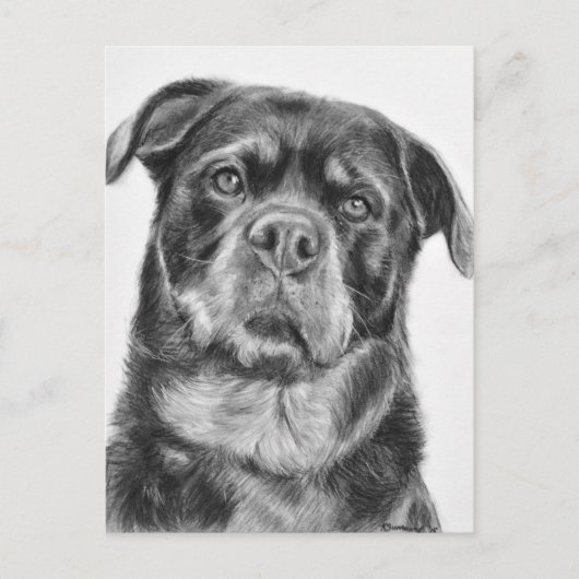Carte Postale Dessin Rottweiler (Devant)