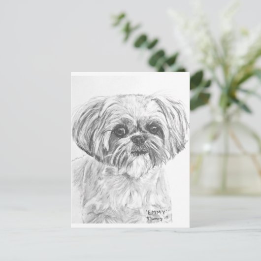 Carte Postale Dessin Shih Tzu (Debout devant)