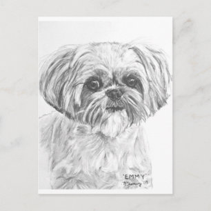 Carte Postale Dessin Shih Tzu
