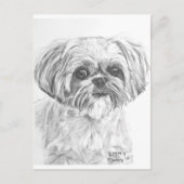 Carte Postale Dessin Shih Tzu (Devant)