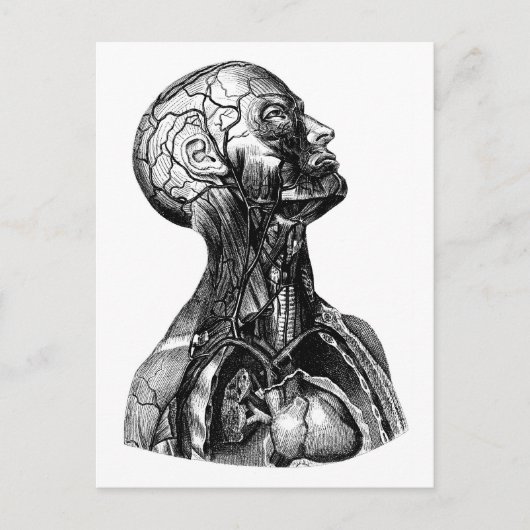 Carte postale Dessin Torso Anatomique (Devant)