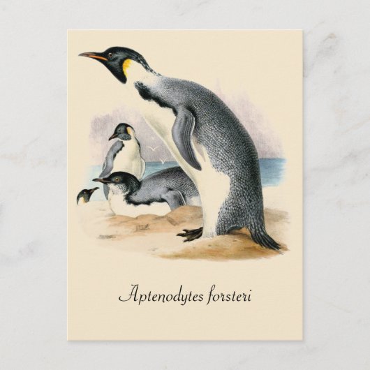 Carte Postale Dessin vintage antique Empereur Penguin (Devant)