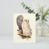 Carte Postale Dessin vintage de harfang des neiges (Debout devant)