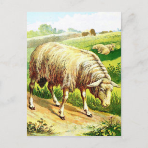 Carte Postale Dessin vintage : Le mouton