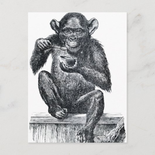 Carte Postale Dessin vintage pour bébé chimpanzé (Devant)