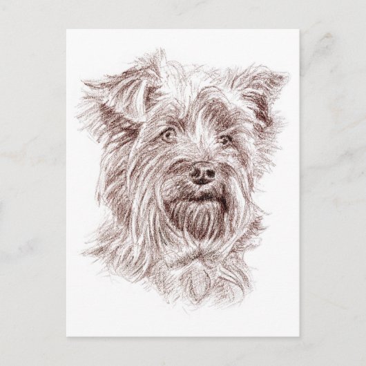 Carte Postale Dessin Yorkshire Terrier (Devant)