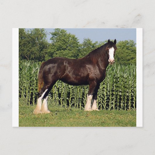 Carte Postale destin (Devant)