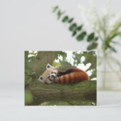 Carte Postale Destinée nature de l'ours rouge Panda mignonne (Debout devant)