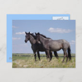 Carte Postale Destiny Ranch Chevaux pacifiques (Devant / Derrière)