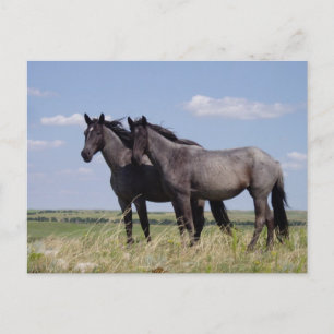 Carte Postale Destiny Ranch Chevaux pacifiques
